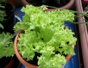Cultivar a Alface Mimosa 1