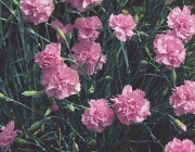 Dianthus Caryophyllus 4