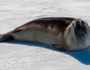 Foca-de-Ross 2