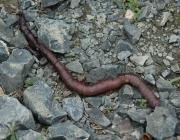 Minhocuçus 5