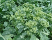 Plantação de Brócolis Ramoso 3