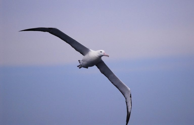 Albatroz Gigante Voando os Céus