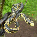 Cobra Caninana em Galho de Árvore