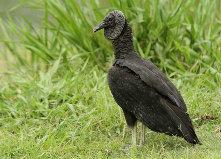 Urubu de Cabeça Preto No Meio do Mato
