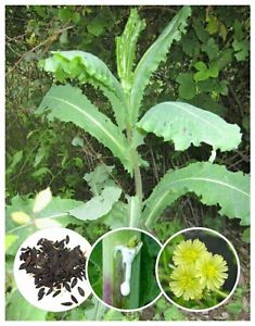 Lactuca Virosa