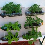 O Cuidado com as Plantas em Garrafa Pet