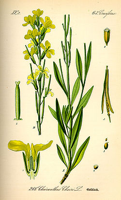 Brassicaceae Inferior
