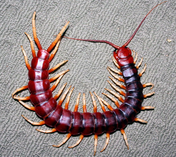 Centopéias