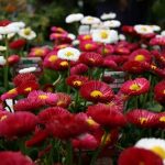 Gênero Bellis