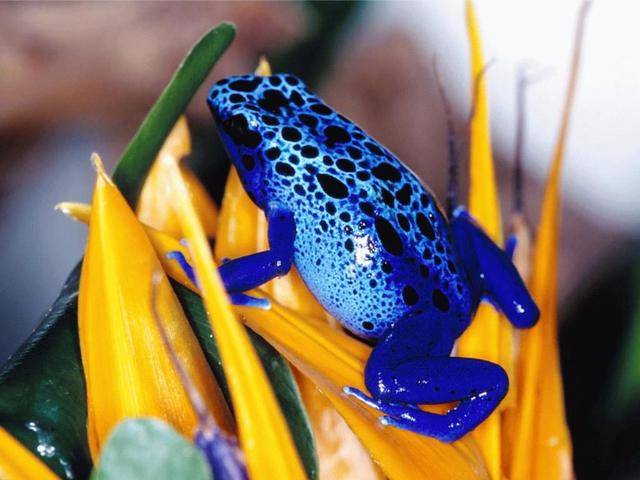 Sapo Boi Azul em Seu Habitat