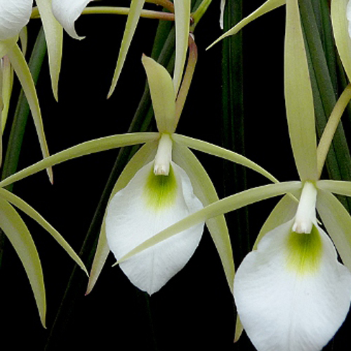 Espécies de Orquídeas Brasileiras