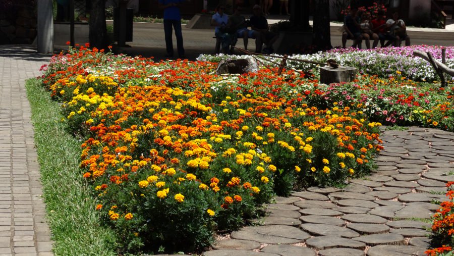 Cravo de Defunto Nome Científico e Plantio