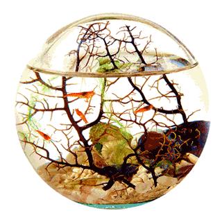 Biosfera: O Que É, Significado e Diferença da Ecosfera (2026)