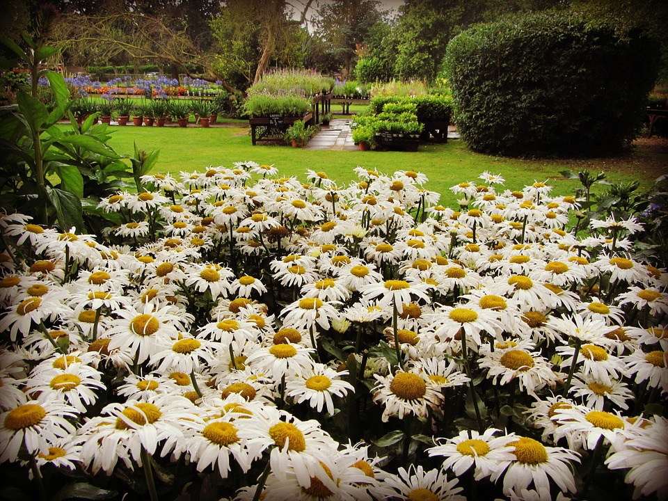 Jardins e Plantações de Margaridas com Fotos