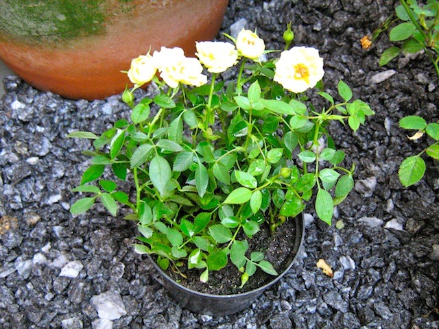 Jardim Pequeno Com Mini Rosas