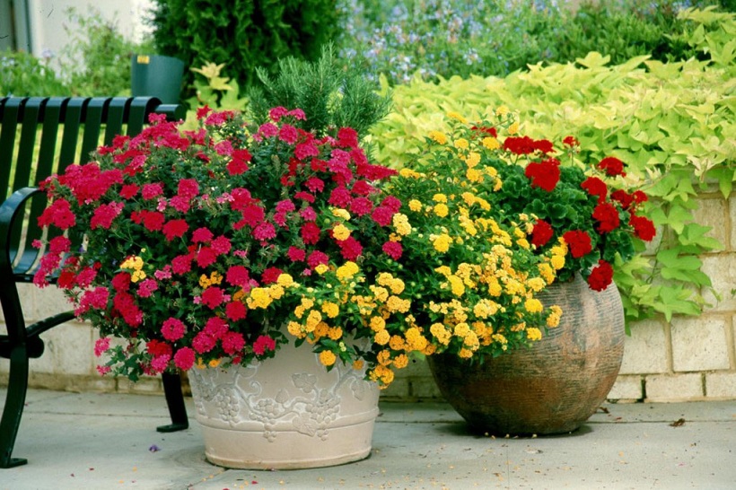 Como Plantar Mudas de Rosas em Vaso?