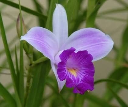 Quanto Tempo Uma Orquídea Dura? Qual Seu Tempo De Floração?