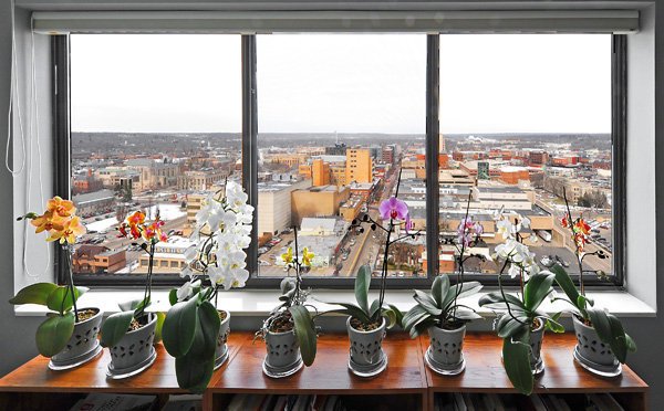 Como Cuidar de Mini Orquídeas em Apartamento