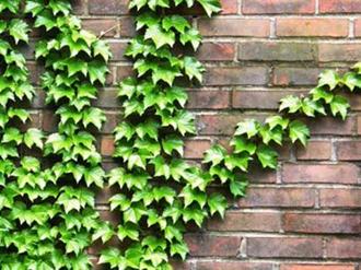 Planta Para Muro Externo: Espécies de Trepadeiras Recomendadas
