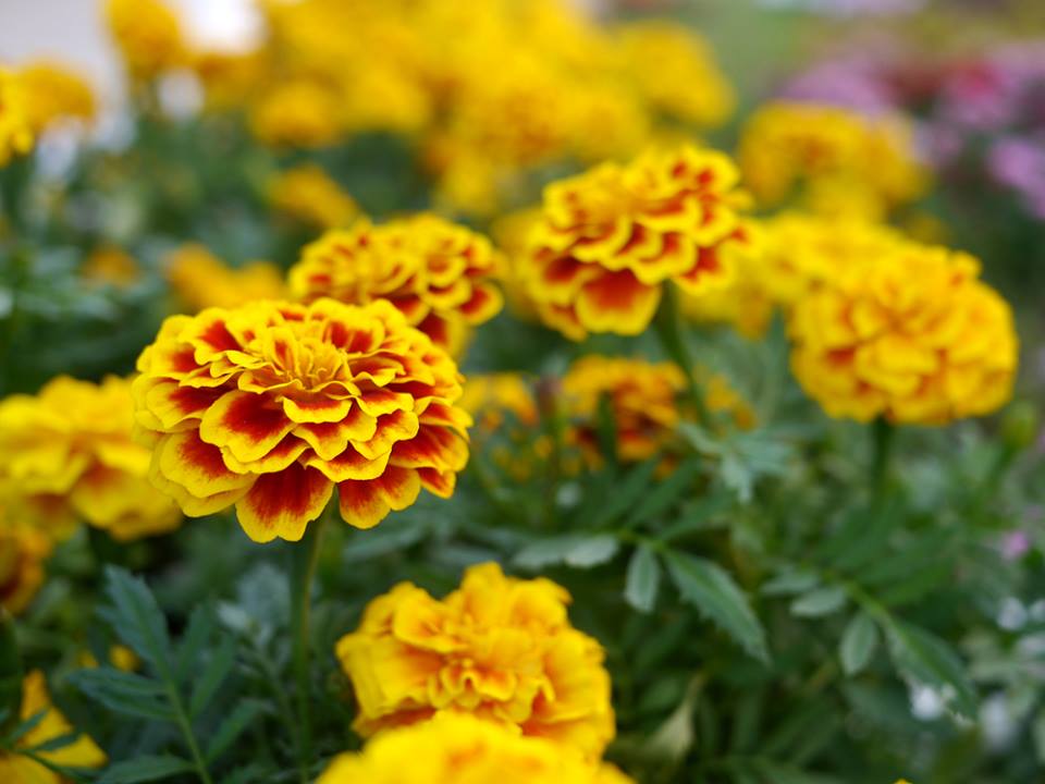 Como Regar Tagetes: Efeitos da Irrigação com Água Doce e Salgada