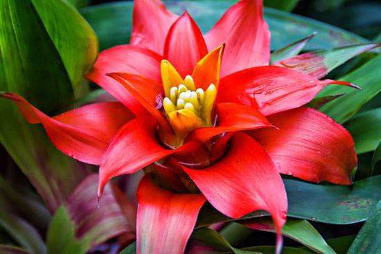 Como Recuperar uma Bromélia Morrendo ou com Flor Seca