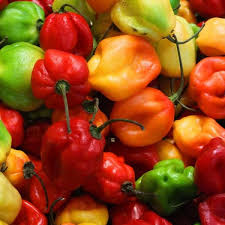 Pimenta de Cheiro do Norte Faz Mal? Qual Sua Origem?