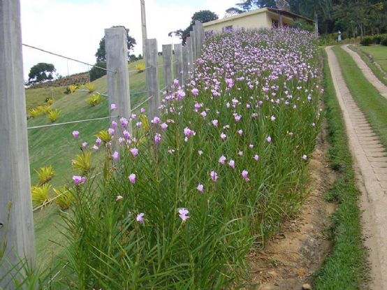 Orquídea Bambu com Pontas Secas. O Que Fazer?