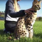 Gato Serval Com Seu Dono