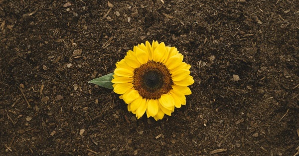 Quanto Tempo o Girassol Leva para Florir? Quanto Tempo Dura?