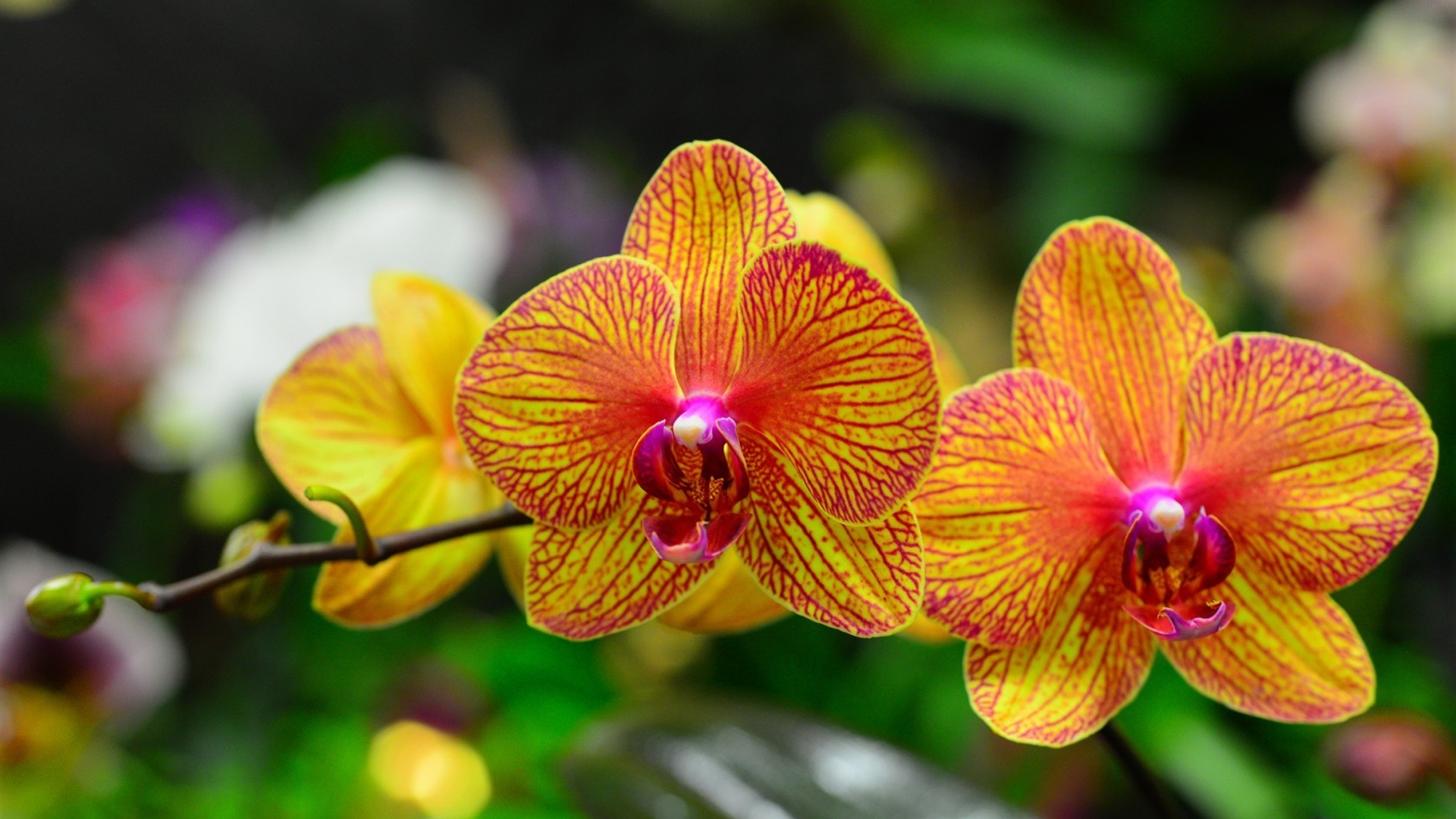 Orquídea Borboleta Rosa, Roxa, Branca e Amarela com Fotos