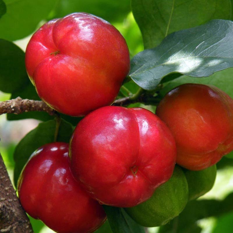 Tudo Sobre a Acerola: Raiz, Morfologia, Floração, Caroço e Árvore