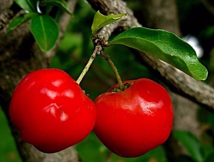 Classificação Botânica da Acerola e Nome Científico