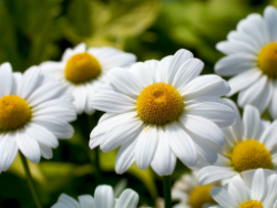 Flor Margarida: Como Plantar
