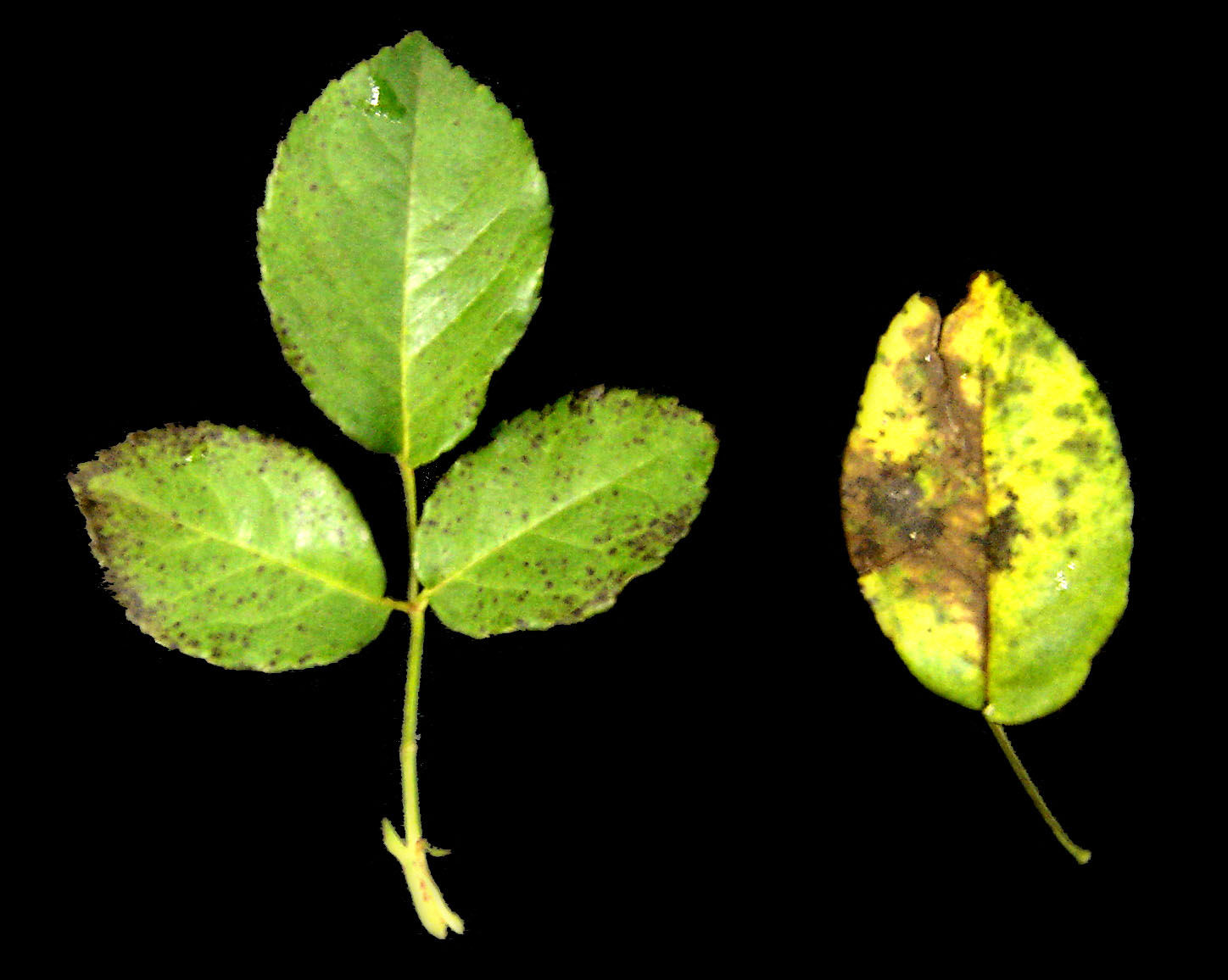 Folhas Da Roseira Meladas Ou Amarelas: O Que Fazer?