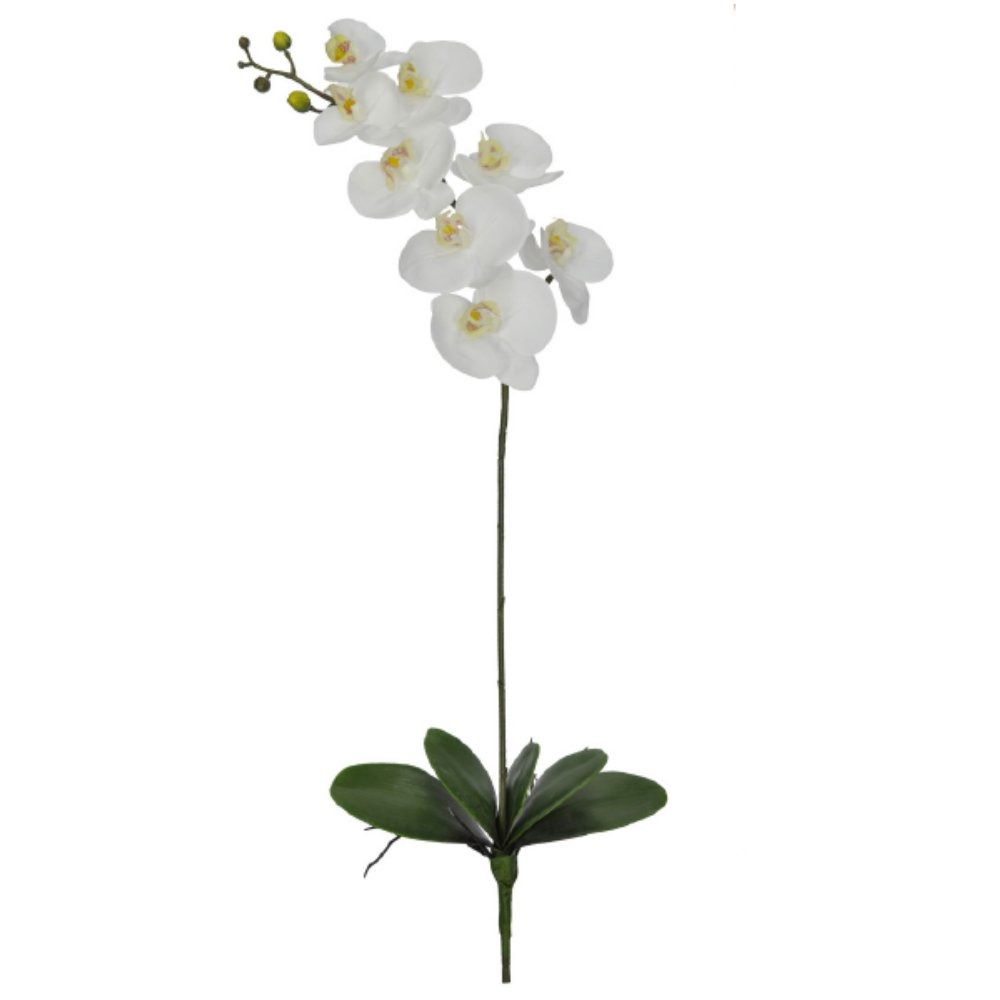 Diferenças Entre Raiz, Broto e Haste de Orquídeas