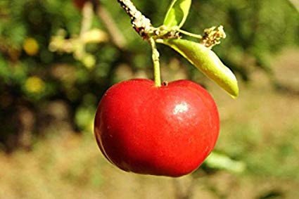 Acerola Não se Desenvolve? O que Fazer?