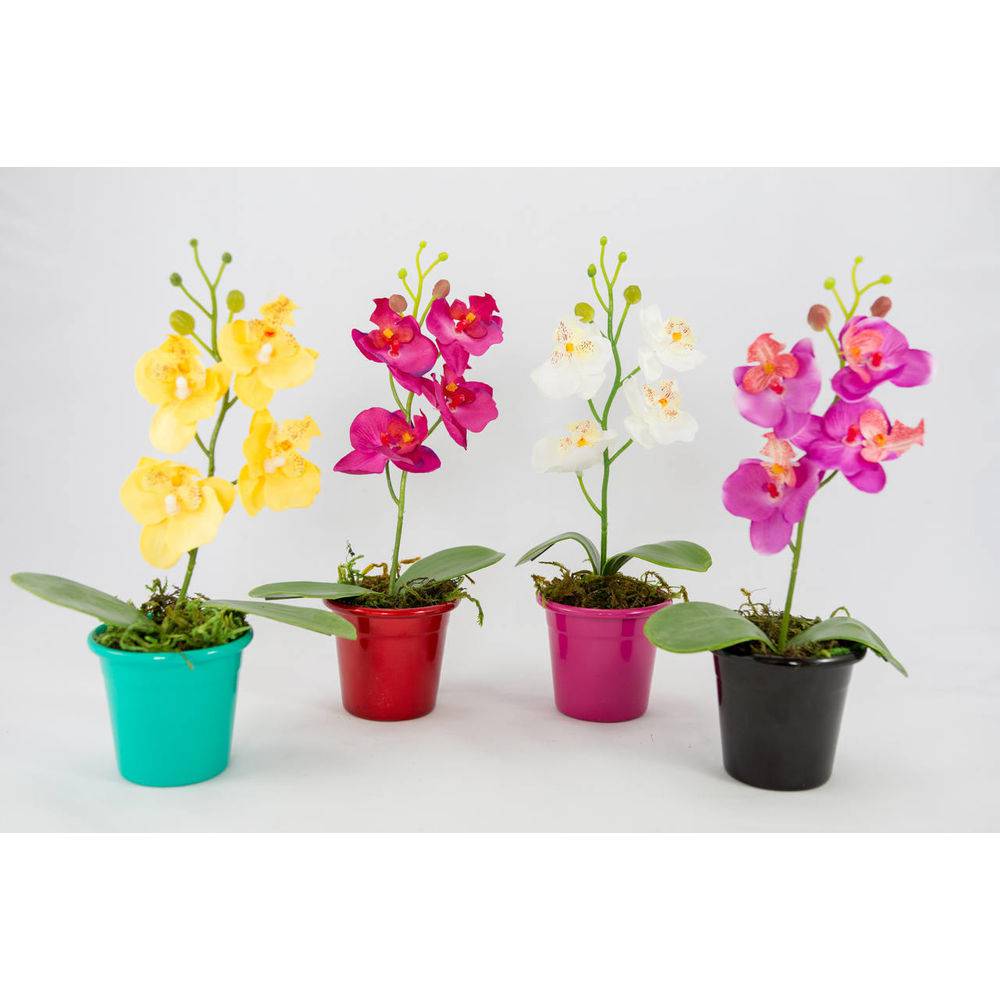 Mini Orquídeas Como Cuidar