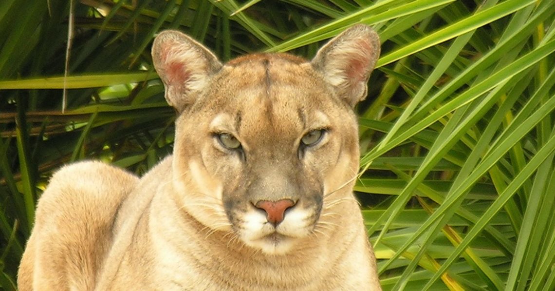 Diferença Entre Lince Pardo, Onça Parda, Coiote e Gato Selvagem