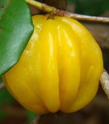 Pitanga Amarela Gigante: Fotos e Características