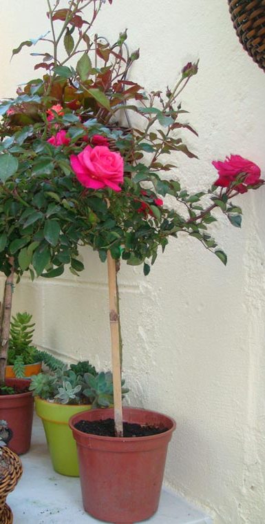 Como Plantar Rosas Pelos Galhos?