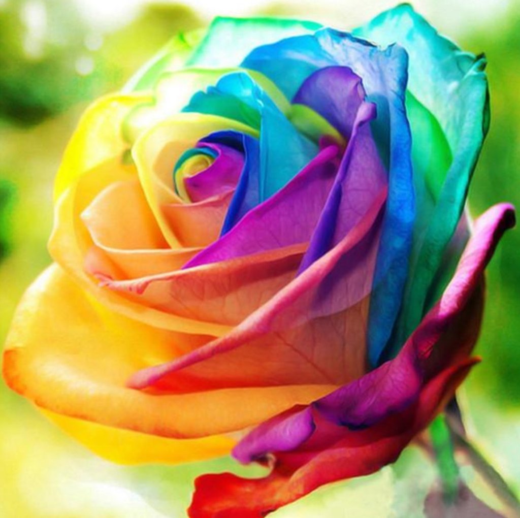 Como Fazer Enxerto de Rosas Coloridas?