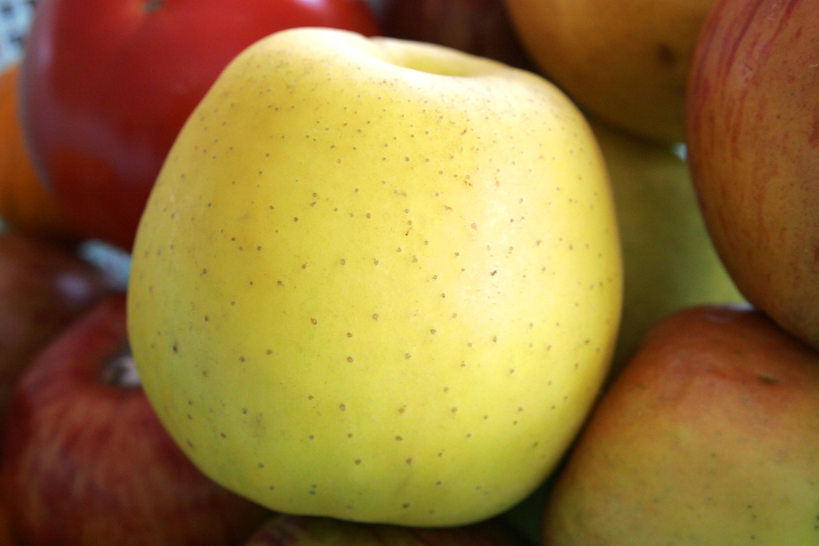 Maçã Golden Delicious: Benefícios, Calorias, Preço e Fotos