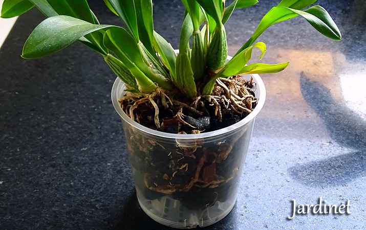 Como Lavar Carvão para Plantar Orquídeas