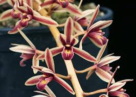 Orquídeas de Folhas Grandes com Fotos