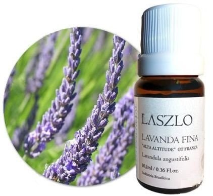 Lavanda Fina Laszlo: Cultivo, Características e Fotos