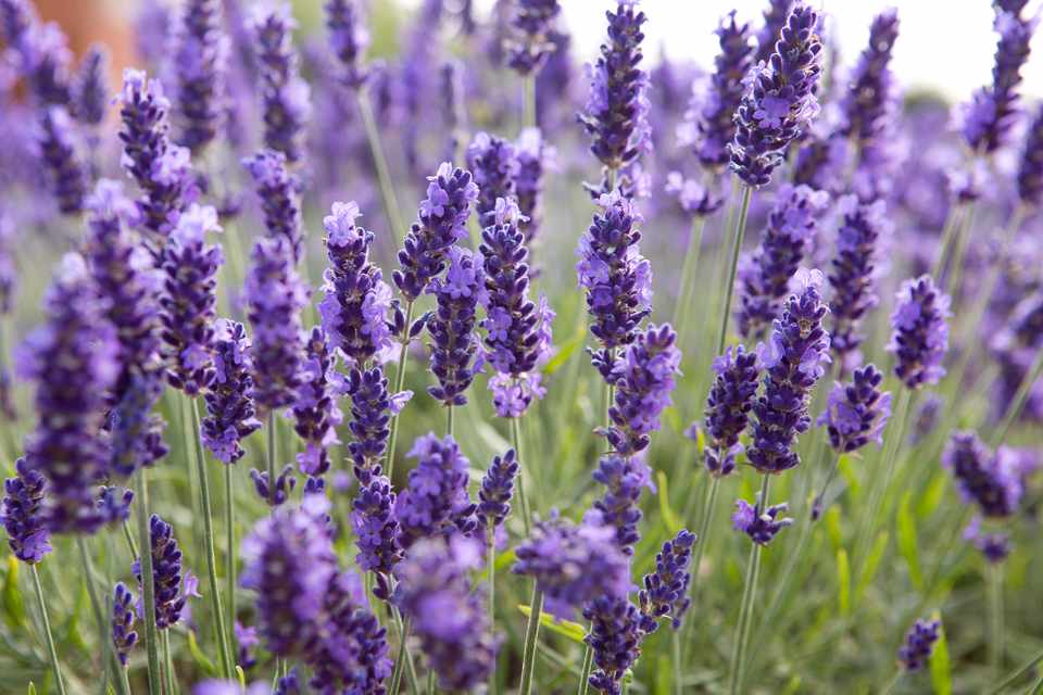 Lavanda Francesa: Benefícios, Nome Cientifico e Cultivo