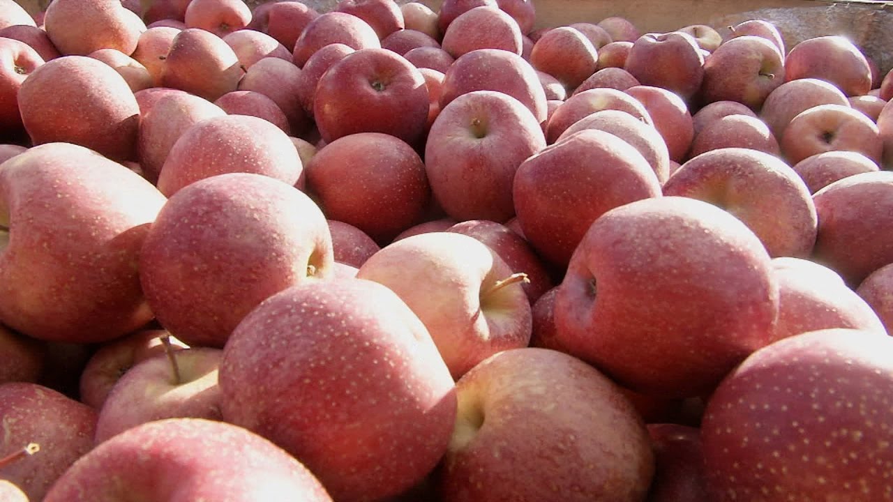 Benefícios da Maçã Fuji Para a Saúde e a Pele