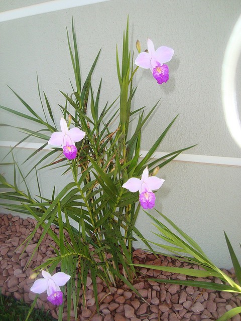 Orquidea Bambu Cores Branca, Amarela Com Fotos
