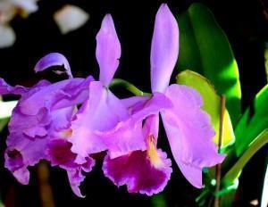 Orquídea Tigrina: Fotos e Características