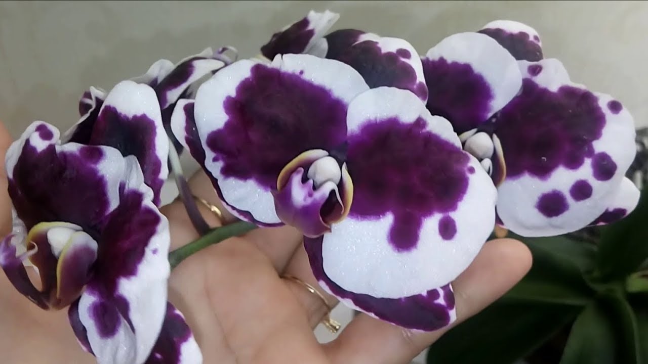 Cuidar Das Orquídeas Após Floração: O Que Fazer?